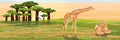 A group of giraffes near a baobab grove. A sleeping giraffe is sitting on the grass. African savannah. Realistic vector landscape